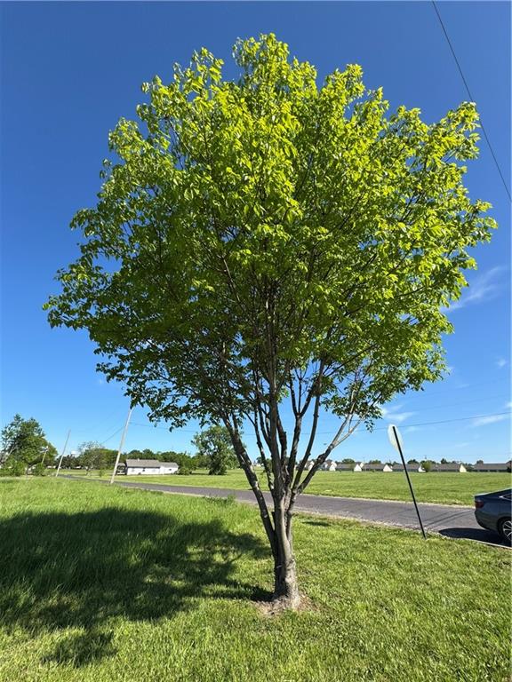 Listing Photo MLS #HMS2556951