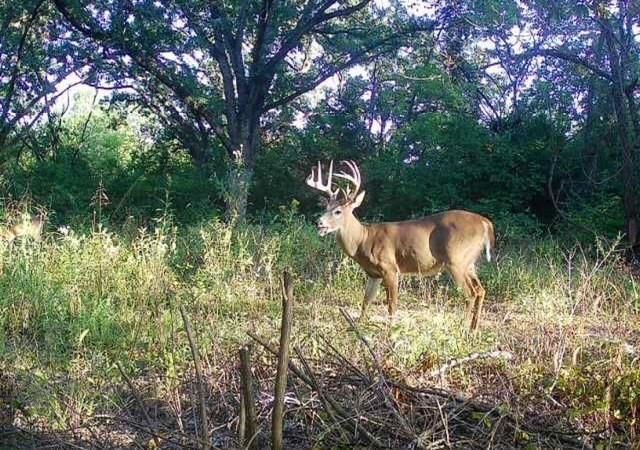 Listing Photo MLS #HMS2592134