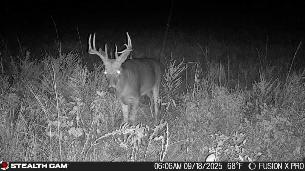 Listing Photo MLS #HMS2596312